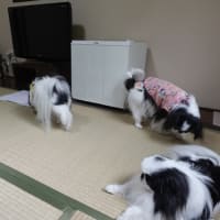 クロワッサン