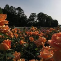 薔薇に西陽が･･･