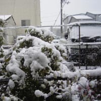 大雪