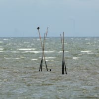 鳥見散歩：ダイシャクシギ、ミサゴ、オオヨシキリ