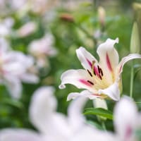 日比谷公園の百合（その1）
