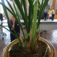佐賀寒蘭会新芽鑑賞会（普通芽）