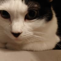 雑弁