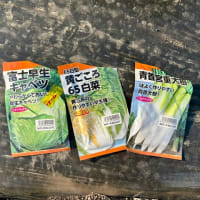 こっちでもブロッコリー収穫