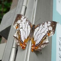 多摩動物園・昆虫生態館