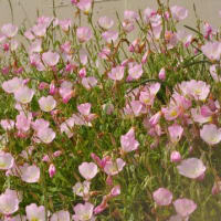 ヒルザキツキミソウ　昼咲月見草　アカバナ科　淡いピンクの低草花です。今日の野鳥：アオジ
