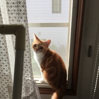 大きなしっぽ