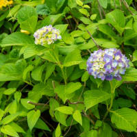 水無月の小満　小石川運動場の紫陽花