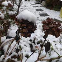 初積雪 11/30