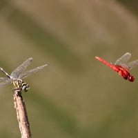 夏の日の痛ましいフォト記録