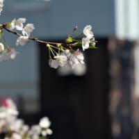 目黒川の桜
