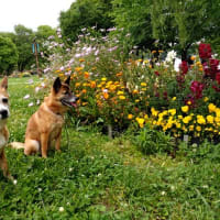 お引越しをするその前に！5月後半のお散歩♪