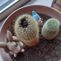 サボテンの胴切り