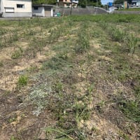 サファリのゾウさんのために（＾＾）さとうきび畑