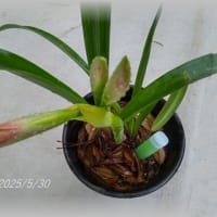 紫陽花