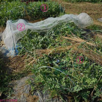 ＜我が家の菜園520＞　スイカに烏除け網