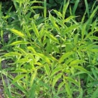 田舎へ　７月