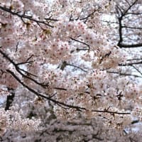 尾鷲の桜（令和6年）