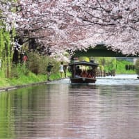 伏見　桜祭＆十石船