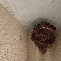 今朝北部公民館の玄関にツバメの巣発見！！