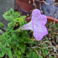 こぼれ種から咲いた花たち