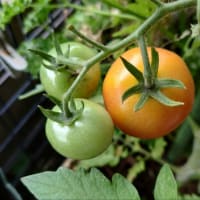 プランター菜園