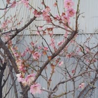日々好日25#3月22日 さくらはようやく。