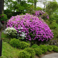 ネモフィラ＆翡翠カズラ・広島市植物公園　240427