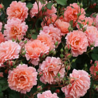 凄いぞ！薔薇園