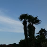 【麻生・岸田氏】石破後の政局会談？森山幹事長の工作大失敗で憲政史上初の解任劇を許す！( ｀ー´)ノ