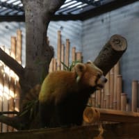 動物園のアイドル‼︎とってもキュートな「レッサーパンダ」