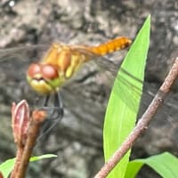 トンボ２種