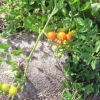 田舎へ　７月　③