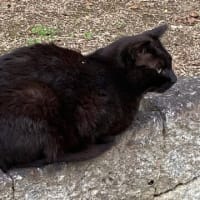 クロちゃんは飼いネコになれなかった。