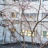 春が来た