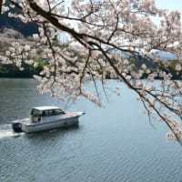 津久井湖の桜