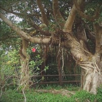 ガジュマルとハイビスカス　奄美市名瀬赤崎公園