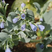 季節の花はバラとアジサイ＊やはり地植えですね＊