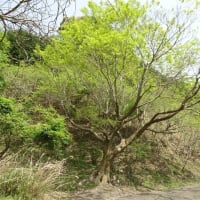 親子滝コースの　クマガイソウとモリアオガエル