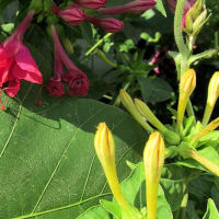 大根川付近の花