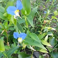 １か月遅れで芙蓉が咲く