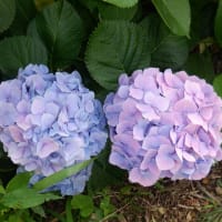 　昨日の我が家の花