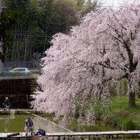 サクラ公園　枝垂れ桜