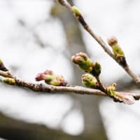 今治市の蒼社川の桜の開花はまだのようです