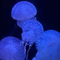 美ら海水族館❣