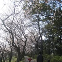 桜　～静岡・駿府公園改め駿府城公園～