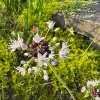 野生の花　　その１
