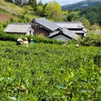 奈良山添村　瑞徳園茶畑で「茶摘み」