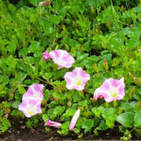 「不幸の次は幸運が」