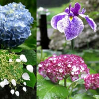 鎌倉の紫陽花と花菖蒲2015-6-3